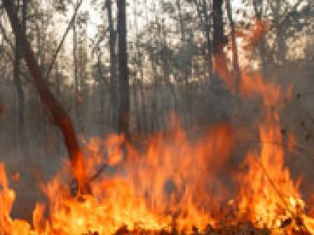 Victims in St Petersburg Florida