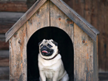 Residency in St Petersburg Florida